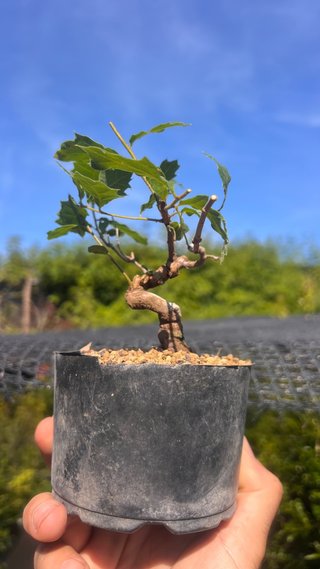 PRE BONSAI SHITO / MAME / SHOHIN ROBLE / FAGINEA /