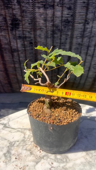 PRE BONSAI SHITO / MAME / SHOHIN ROBLE / FAGINEA /