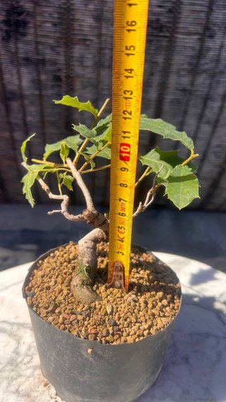 PRE BONSAI SHITO / MAME / SHOHIN ROBLE / FAGINEA /