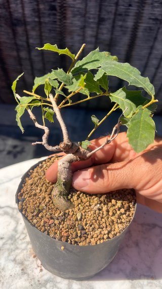 PRE BONSAI SHITO / MAME / SHOHIN ROBLE / FAGINEA /