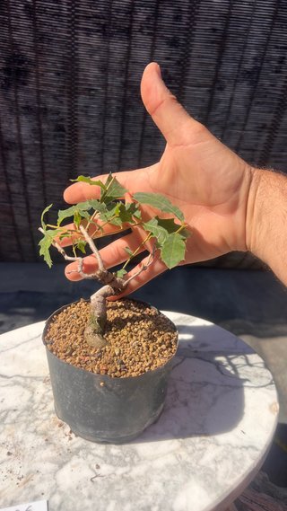PRE BONSAI SHITO / MAME / SHOHIN ROBLE / FAGINEA /