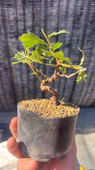 PRE BONSAI SHITO / MAME / SHOHIN ROBLE / FAGINEA /