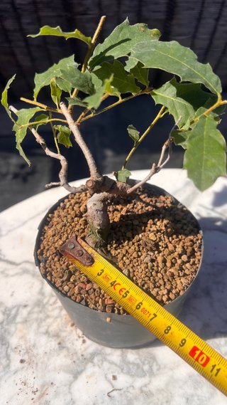 PRE BONSAI SHITO / MAME / SHOHIN ROBLE / FAGINEA /