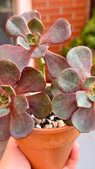 Planta Suculenta Echeveria Mont