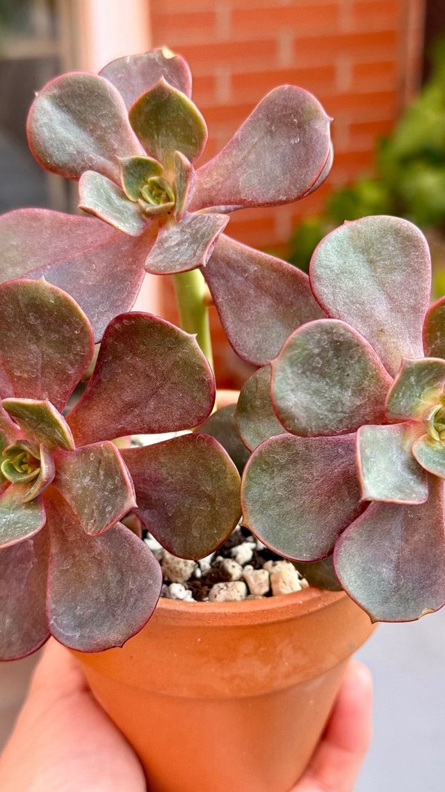 Planta Suculenta Echeveria Mont