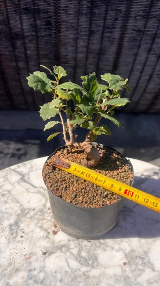 PRE BONSAI SHITO / MAME / SHOHIN ROBLE / FAGINEA /