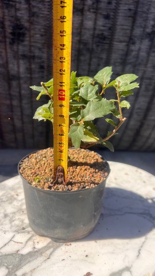 PRE BONSAI SHITO / MAME / SHOHIN ROBLE / FAGINEA /