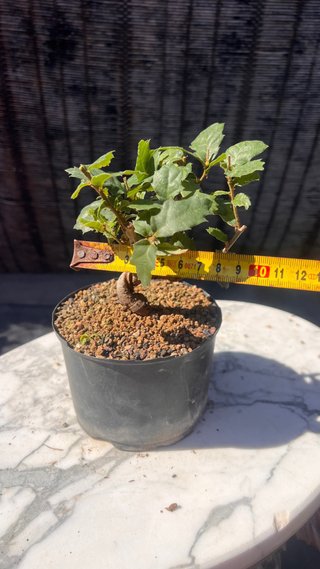 PRE BONSAI SHITO / MAME / SHOHIN ROBLE / FAGINEA /