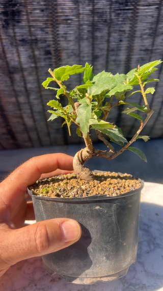 PRE BONSAI SHITO / MAME / SHOHIN ROBLE / FAGINEA /
