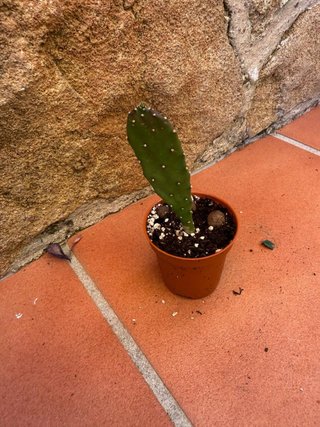 Cactus en maceta