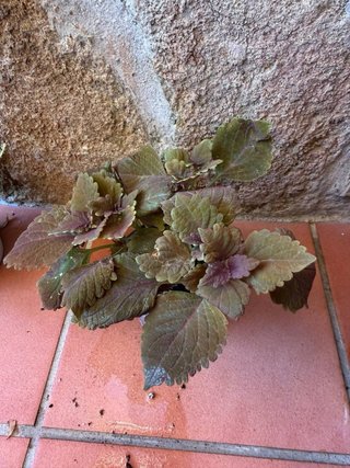 Planta Coleo