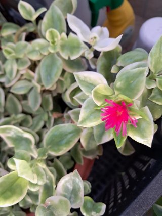 Talea Aptenia Variegata Pianta