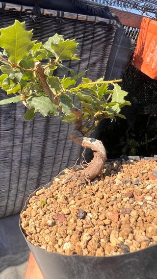 PRE BONSAI SHITO / MAME / SHOHIN ROBLE / FAGINEA /