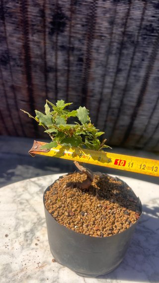 PRE BONSAI SHITO / MAME / SHOHIN ROBLE / FAGINEA /