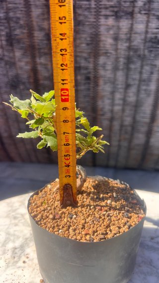 PRE BONSAI SHITO / MAME / SHOHIN ROBLE / FAGINEA /