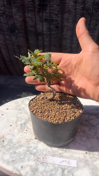 PRE BONSAI SHITO / MAME / SHOHIN ROBLE / FAGINEA /