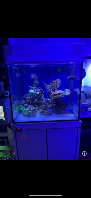 Rocas vivas para acuario marino
