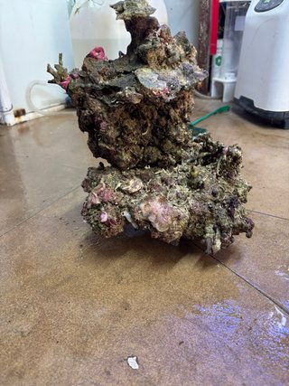 Rocas vivas para acuario marino