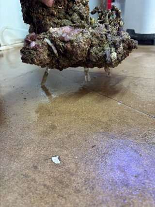 Rocas vivas para acuario marino