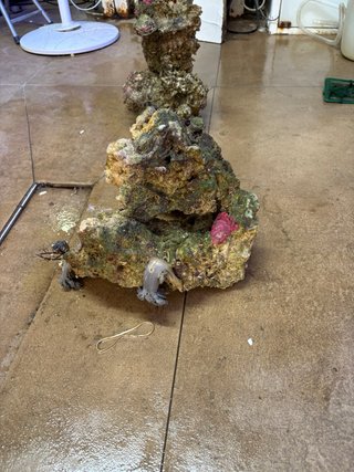 Rocas vivas para acuario marino