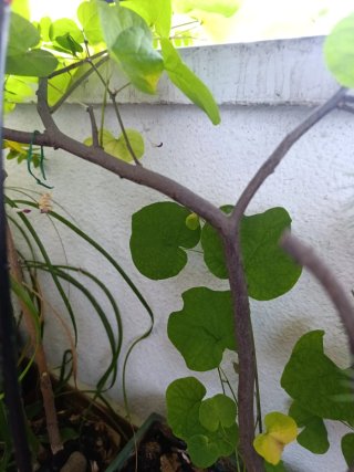 Arbolito en maceta