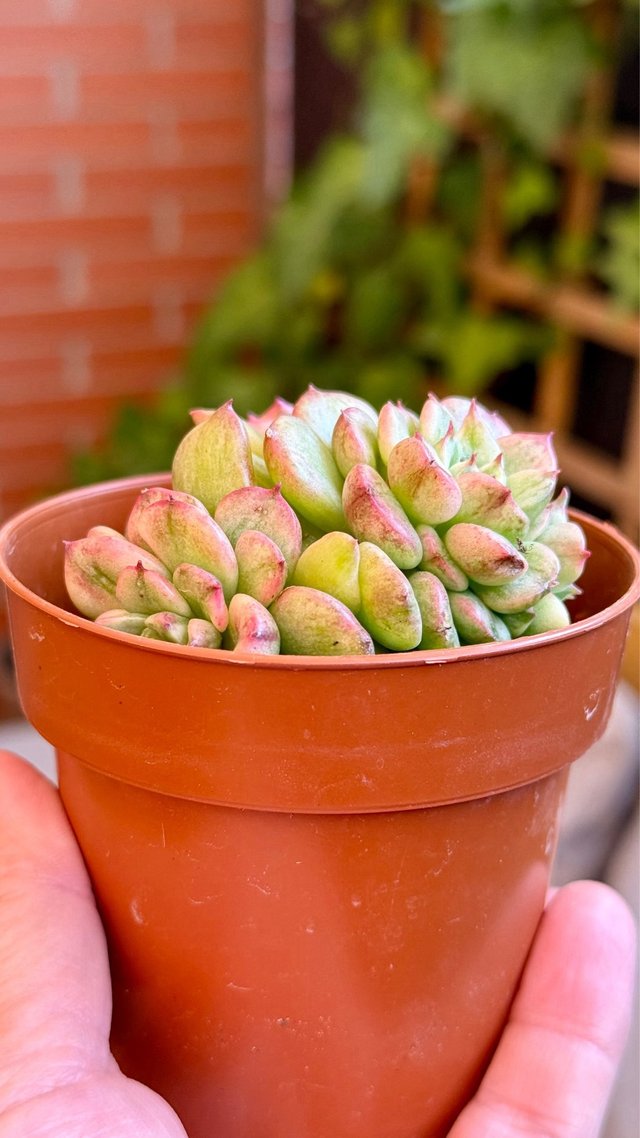 Sedeveria Rolly Variegada Planta Suculenta