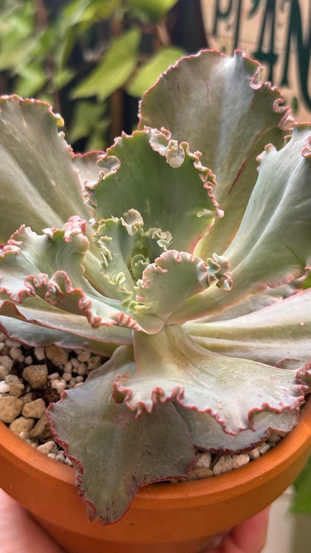 Echeveria Chantilly Planta Suculenta
