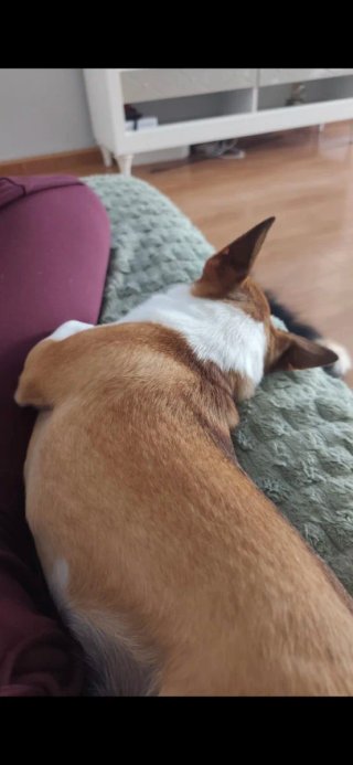 CUIDO MASCOTAS EN MI CASA