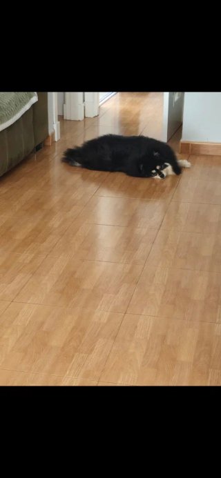 CUIDO MASCOTAS EN MI CASA