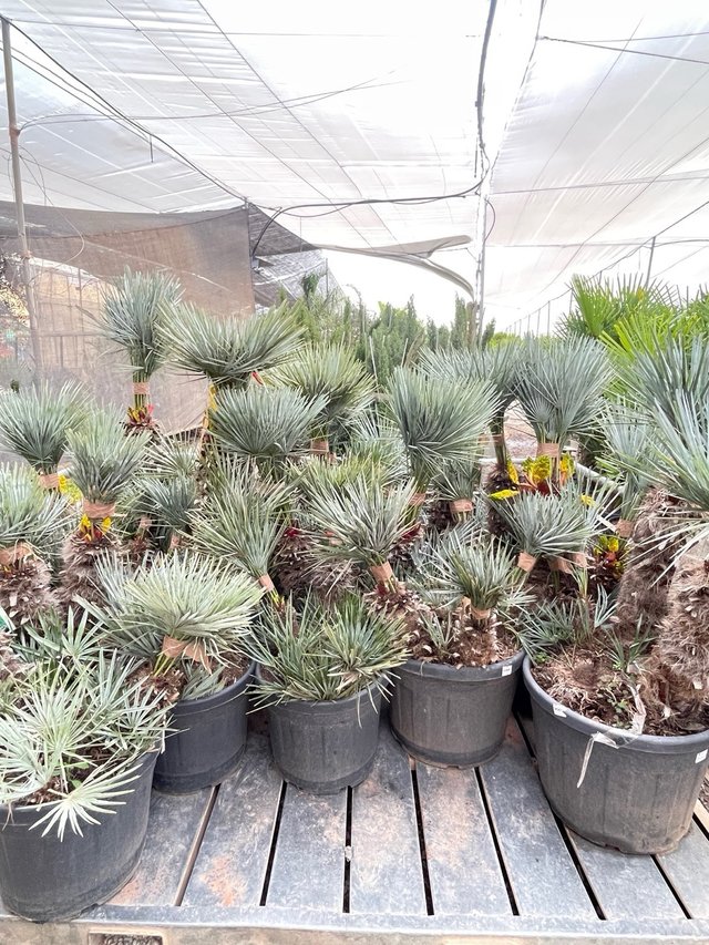 Trachycarpus, fortunei, washintonia, chamaerops.