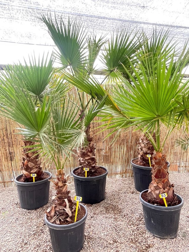 Trachycarpus, fortunei, washintonia, chamaerops.
