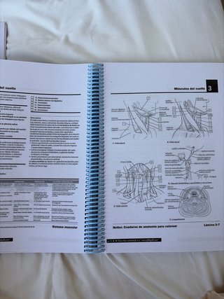 Libro de anatomía para colorear. Netter 2a edición