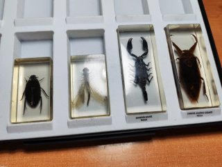 Colección National Geographic