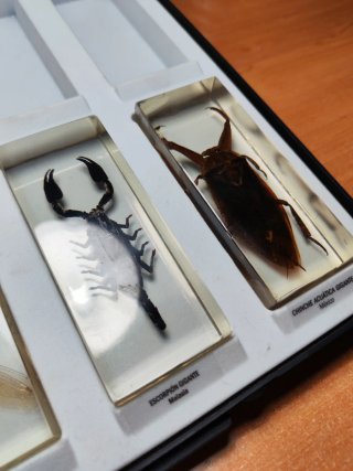 Colección National Geographic