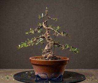 Bonsai Olivo Acebuche