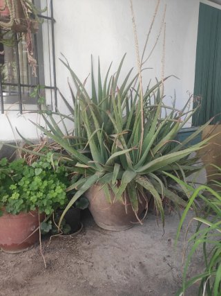Planta Aloe Vera Grande en Maceta