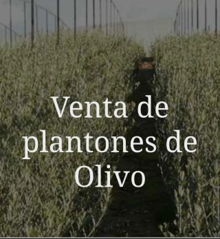 Venta Plantones Olivo Varias Variedades
