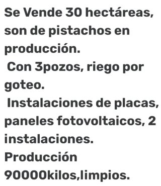 Venta Plantones Olivo Varias Variedades