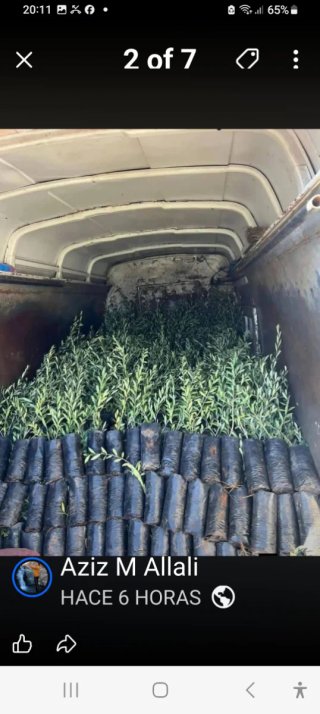 Venta Plantones Olivo Varias Variedades
