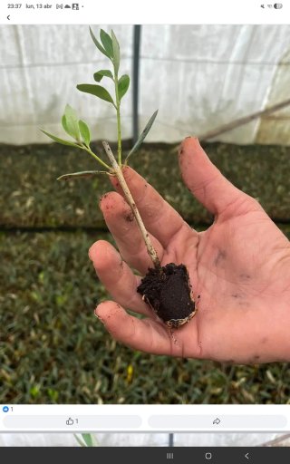 Venta Plantones Olivo Varias Variedades