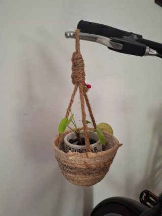 Maceta colgante Pilea con cesta y maceta