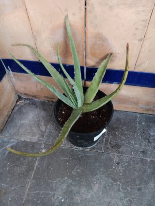 Planta Aloe Vera en maceta