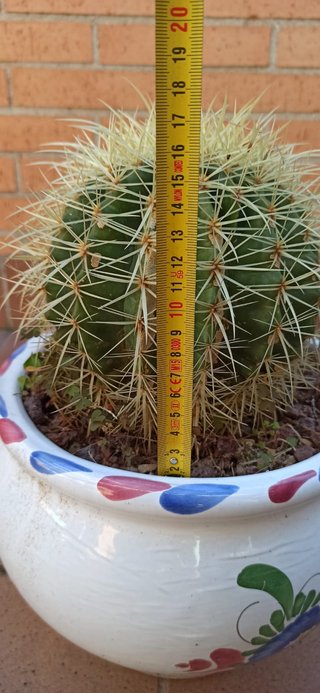 Cactus Echinocactus grusonii.