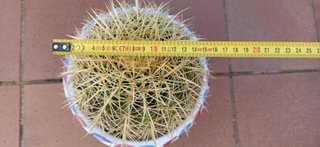 Cactus Echinocactus grusonii.
