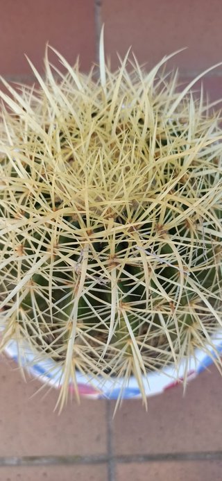 Cactus Echinocactus grusonii.