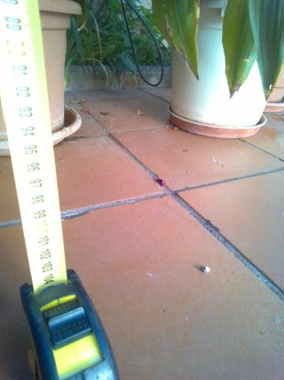 Aspidistra grande 1m