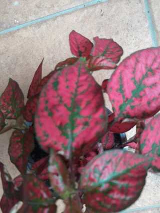 Hypoestes hoja grande 12cm