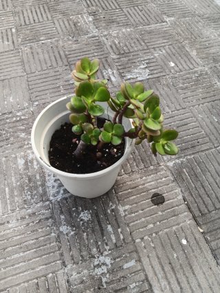 Planta de jade en maceta blanca