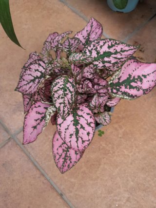 Hypoestes Hoja Grande Nueva Variedad
