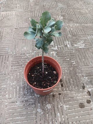 Planta en maceta